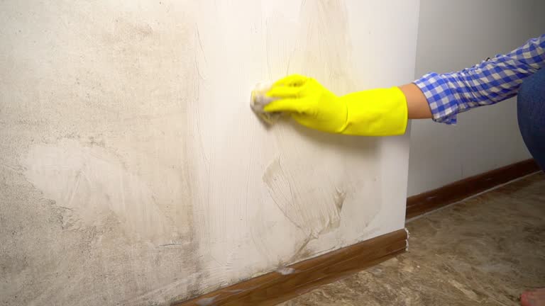 Best Real Estate Mold Inspection  in Springfield, MA