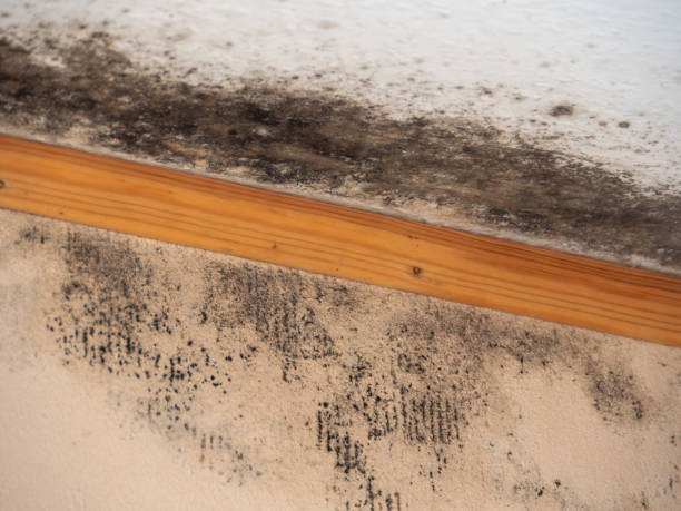  Springfield, MA Mold Removal Pros