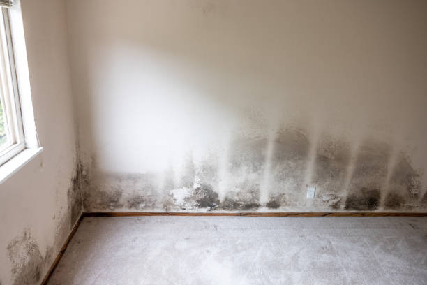 Best Attic Mold Removal  in Springfield, MA