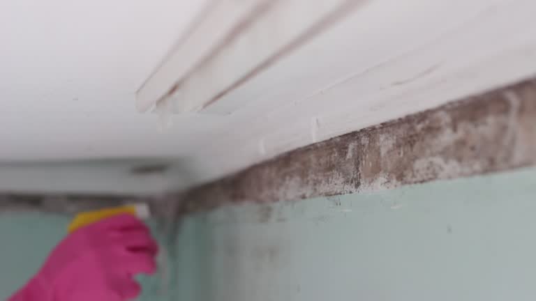 Professional Mold Removal in Springfield, MA