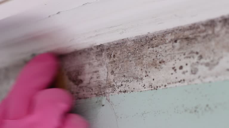 Dehumidification Services in Springfield, MA